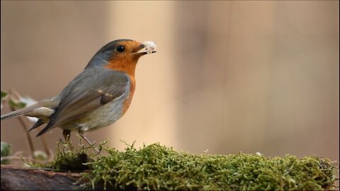 Wonderful bird eats weeds