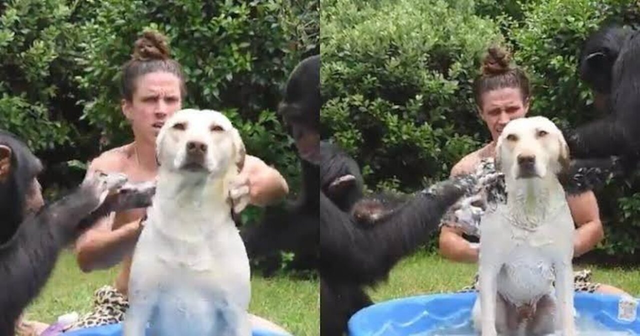 Two chimpanzees bath a Dog with a men