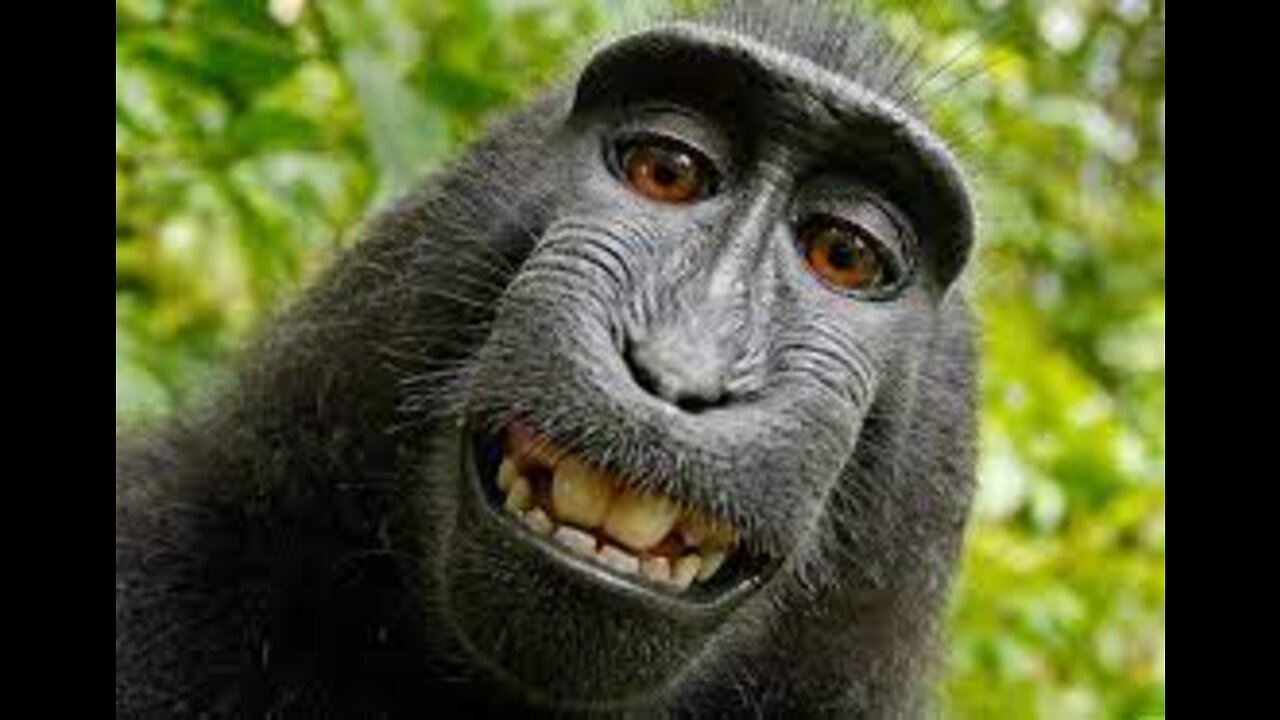 Funny animals compilation