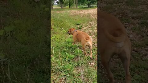 exploring with doggo! #doggo #dog #explore #outdoors