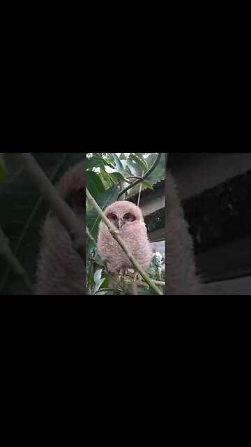 coruja visitando o horto Meireles em várzea das moças Niterói RJ Brasil