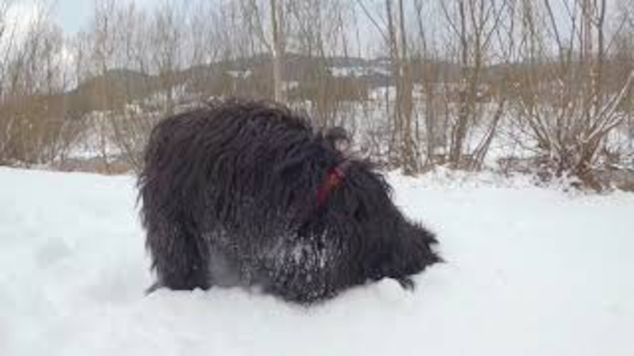 Tibet Terrier dog loves the snow