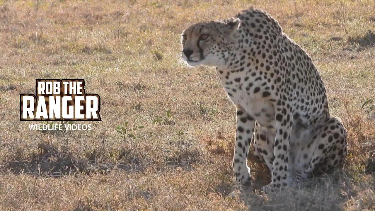 Cheetah Watching Impala | Ol Pejeta | Zebra Plains On Tour