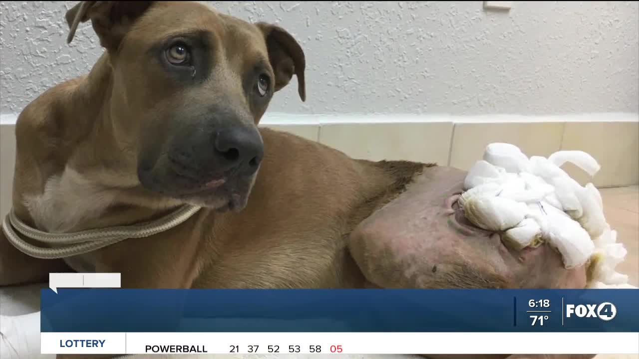 Tortured puppy with tail severed off recovering in Lee County