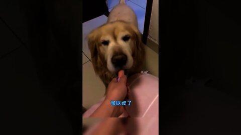 狗：你進來做什麼 我都吃不到了🤣＃Shorts＃狗#Dog