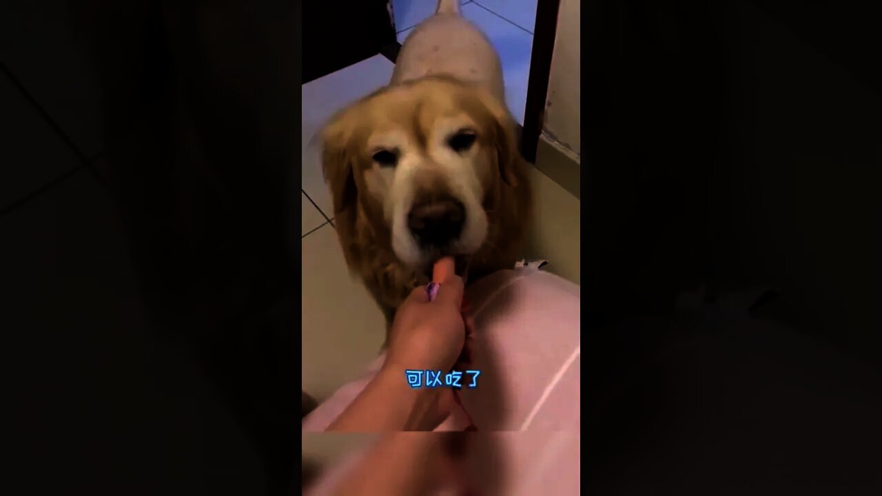 狗：你進來做什麼 我都吃不到了🤣＃Shorts＃狗#Dog