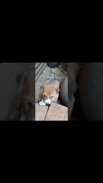 Cute lazy lil boy 😍🥰#shorts #dog #puppy #frenchbulldog