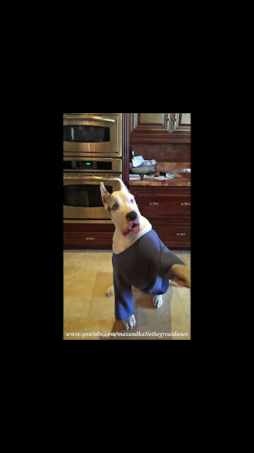 Deaf Great Dane Talks Back About Sitting And Shaking Hands