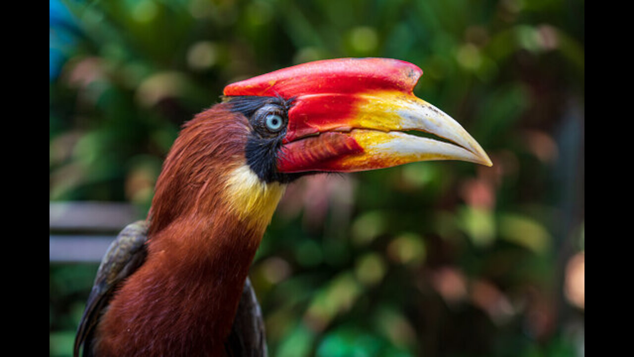 male rofous hornbill