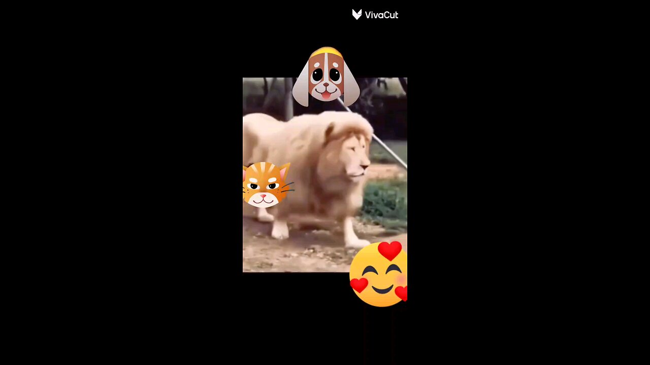funny lion