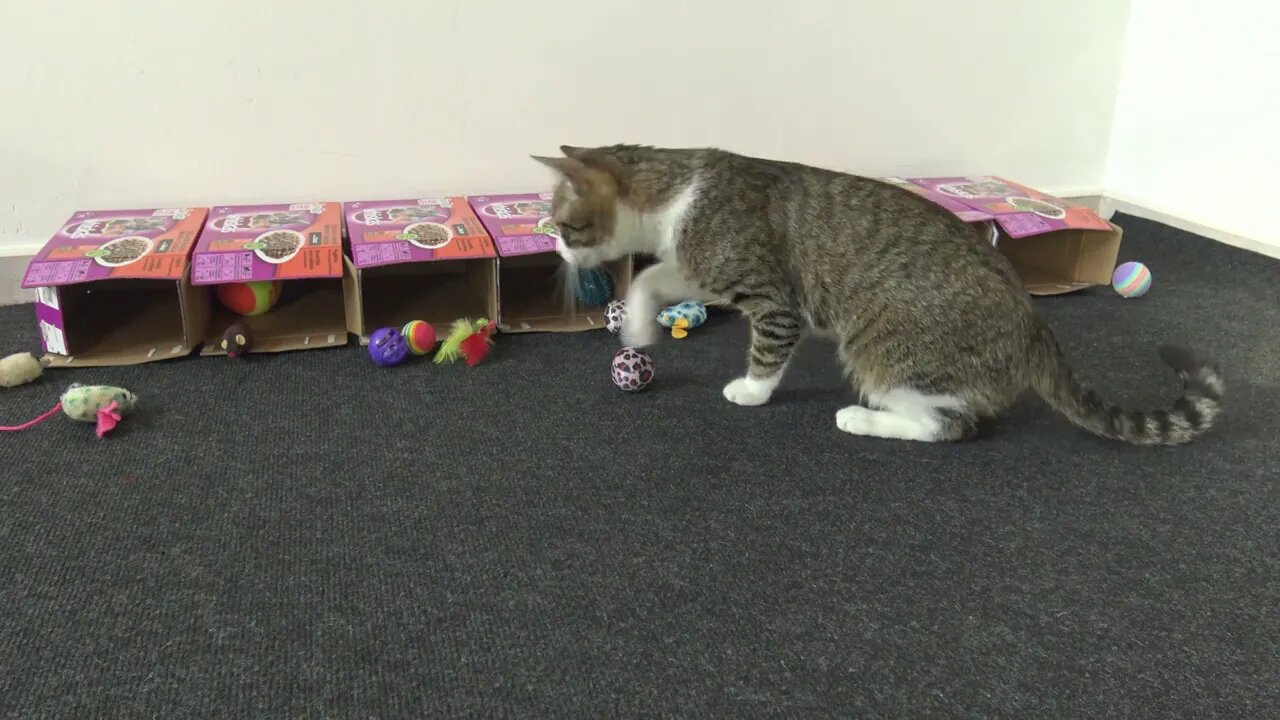 Cute Cat Plays with His Toy Mice and Balls