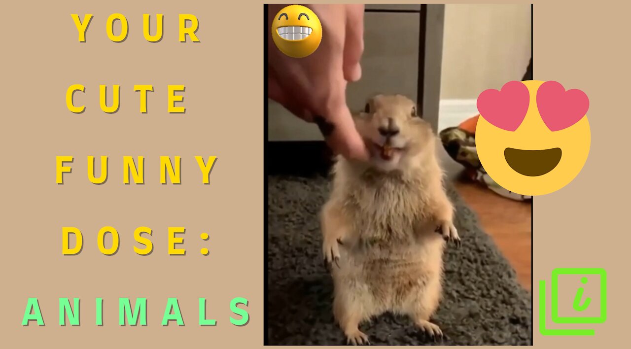 Your Cute Funny Dose : Animals