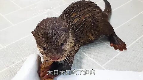 Otter mother come son, also gave birth to the only child, only animal way of education is really cru