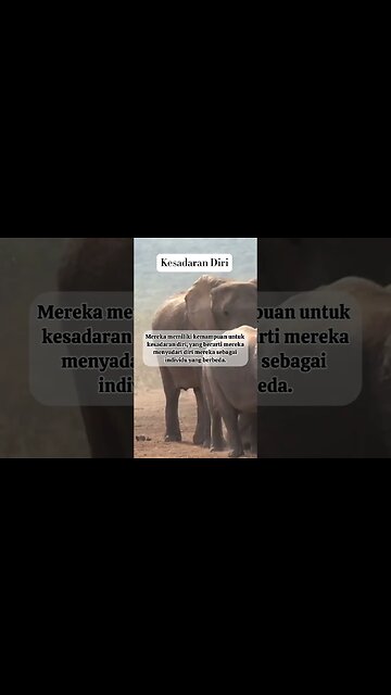 6 Fakta Hewan Gajah #hewan #faktaunik #faktamenarik