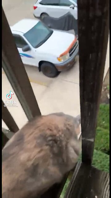 That’s why they have 9 lives