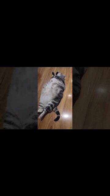 This poor cat looks so hungry 😼