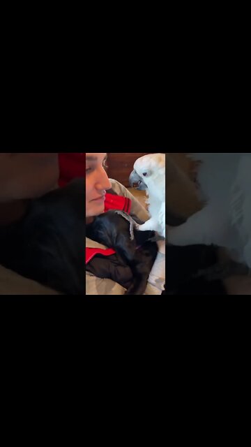 I will always LOVE you , # short