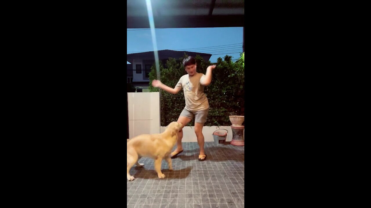 Dancing dog