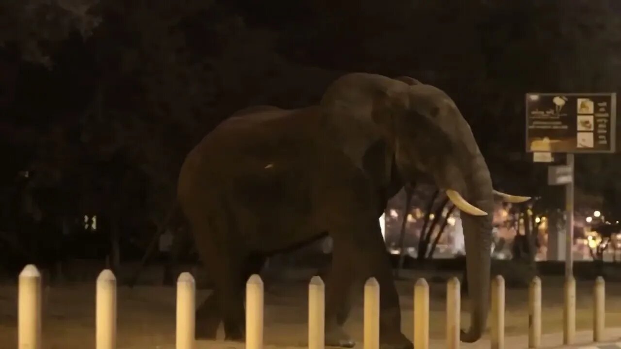 Animals CAUGHT Causing A Public Disturbance