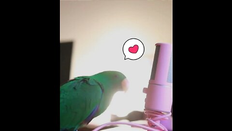 Bird Flirting With The Microphone | Funny Animals