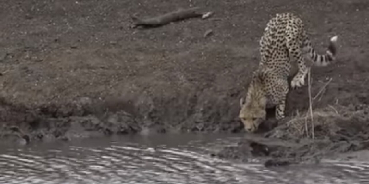 Moment when big cats face to crocodile 🐊