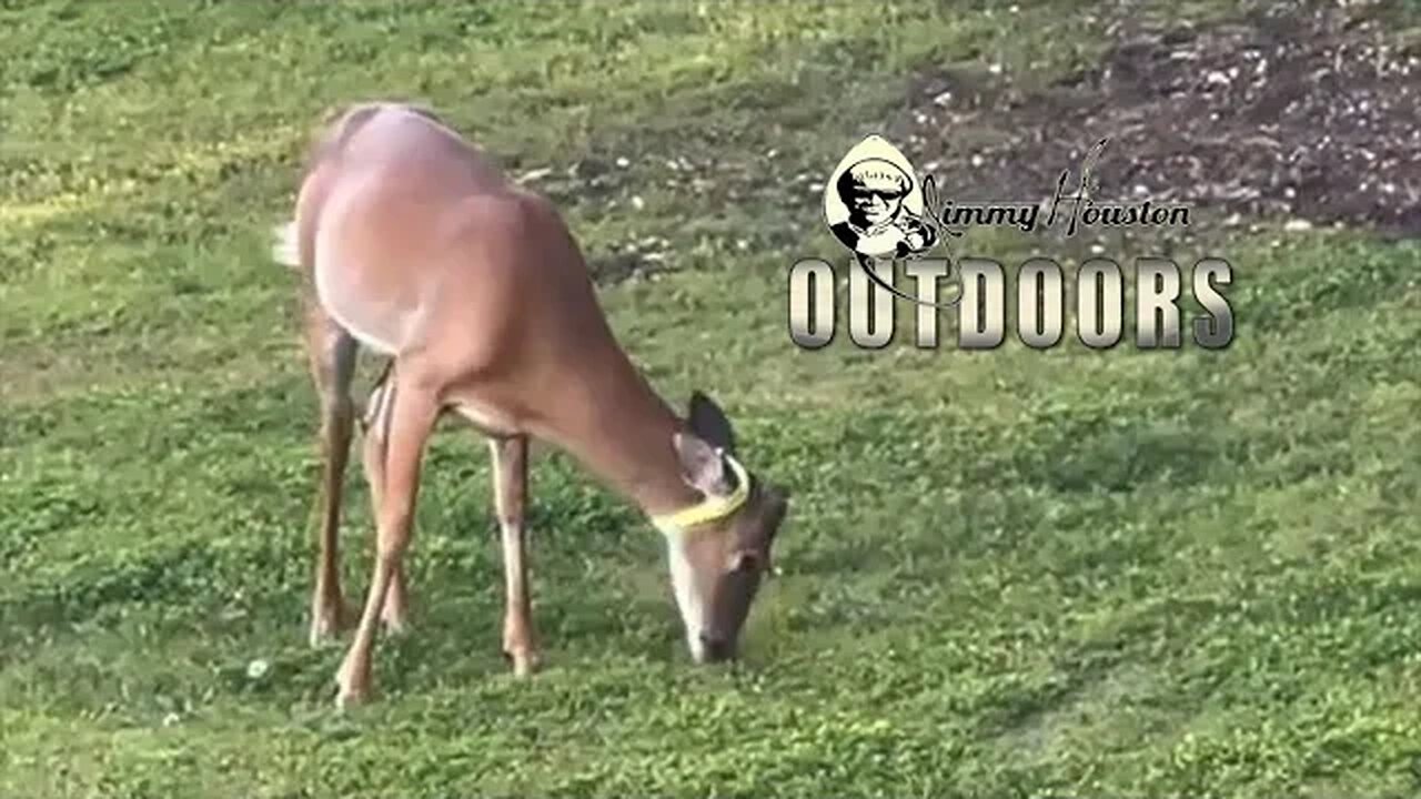 Sorry Forrest, I'll Fix it! Raising Whitetails! May 4th