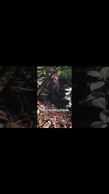 Smelling the Roses and adventuring... #babyanimals #kitten #kittensofinstagram #gardening #potager#