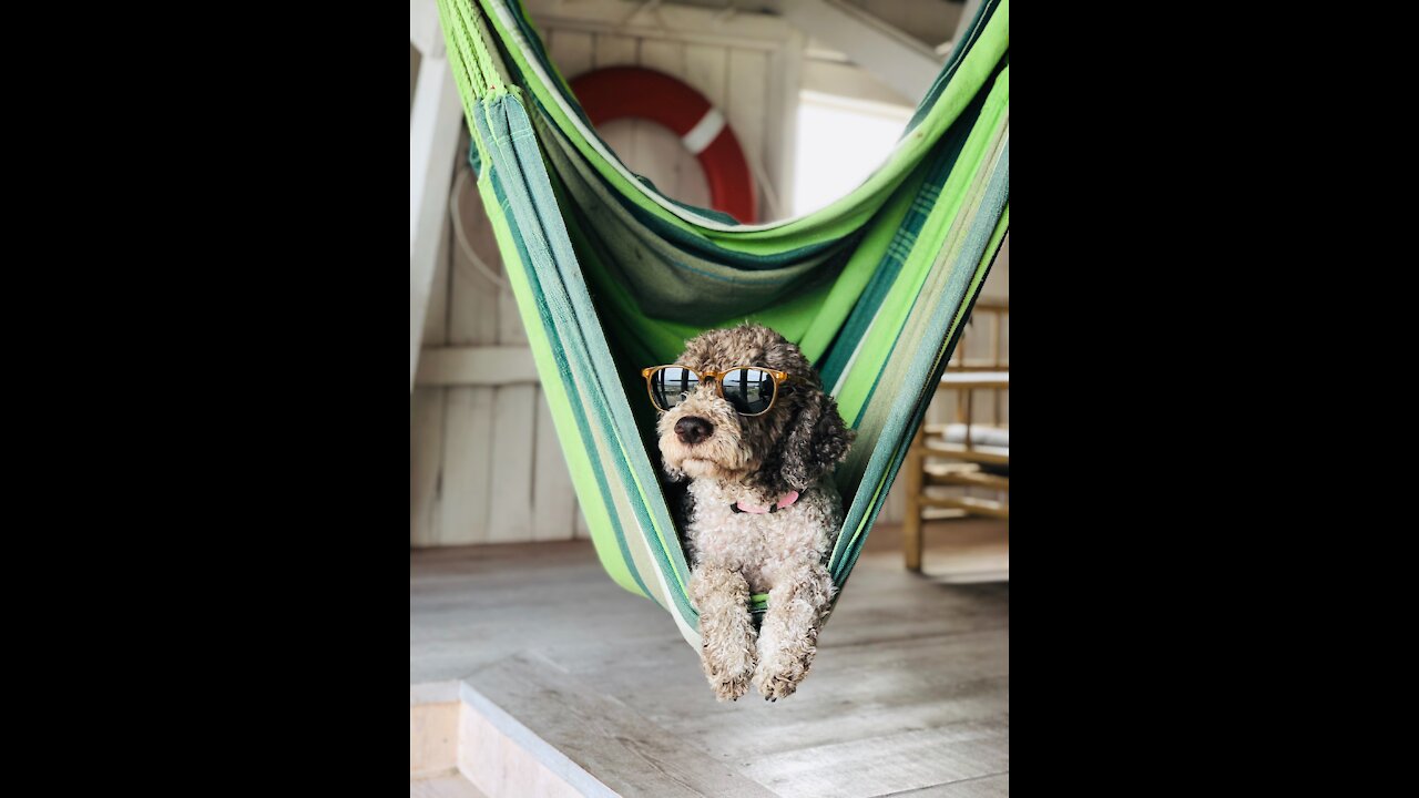 funny pets make you happy