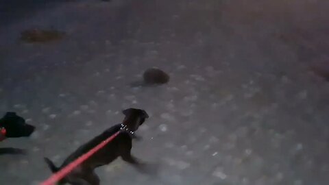 Hedgehog and Patterdale Terriers