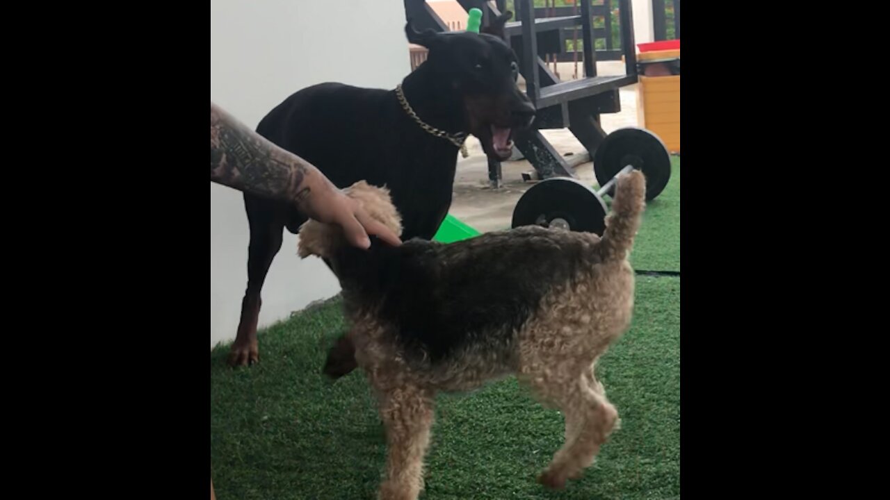 Young Doberman Clashes with Angry Welsh Terrier!