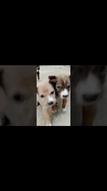 sad cute puppy #shorts #puppy #shortvideo #youtubeshorts