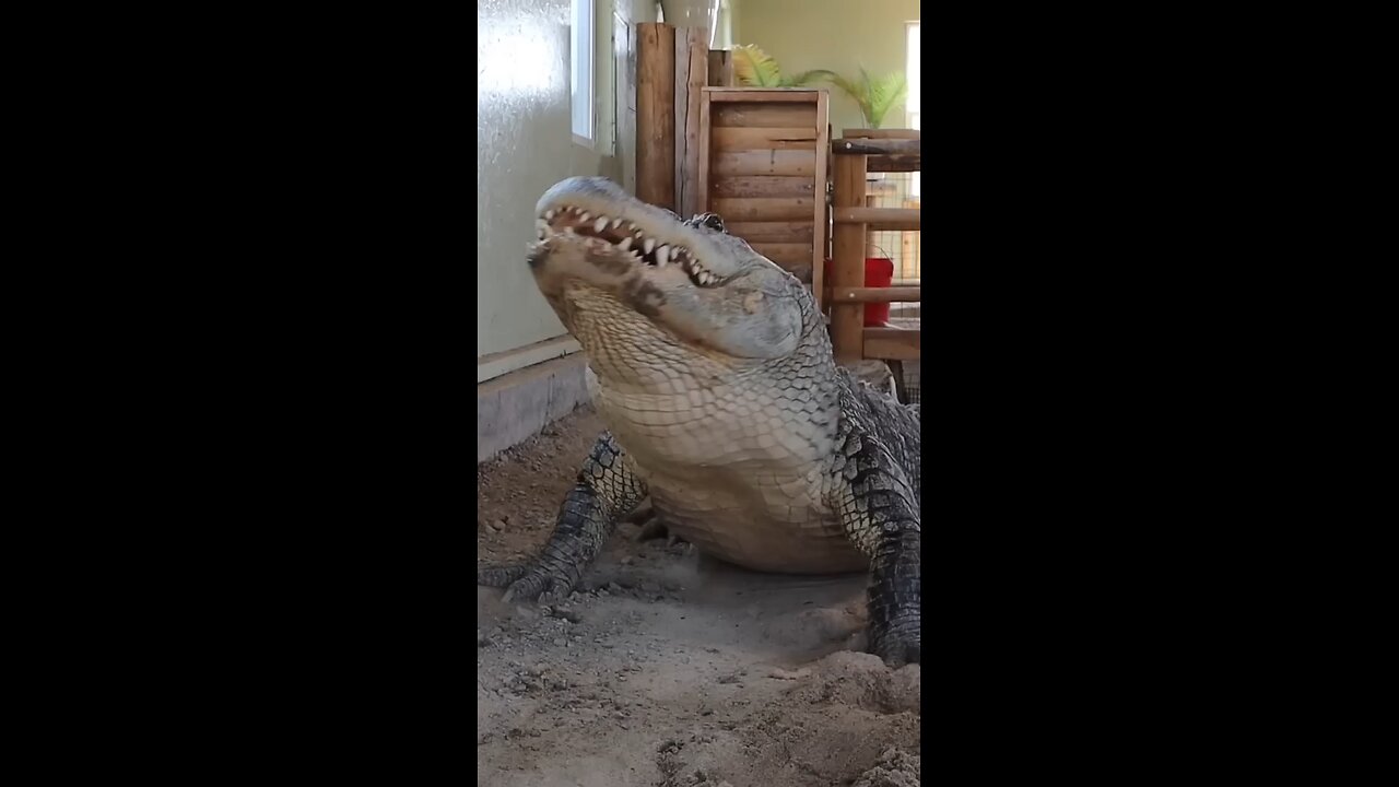 Alligator throws up chicken!!!