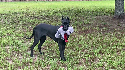 Happy Great Dane Enjoys Her Morning Walk