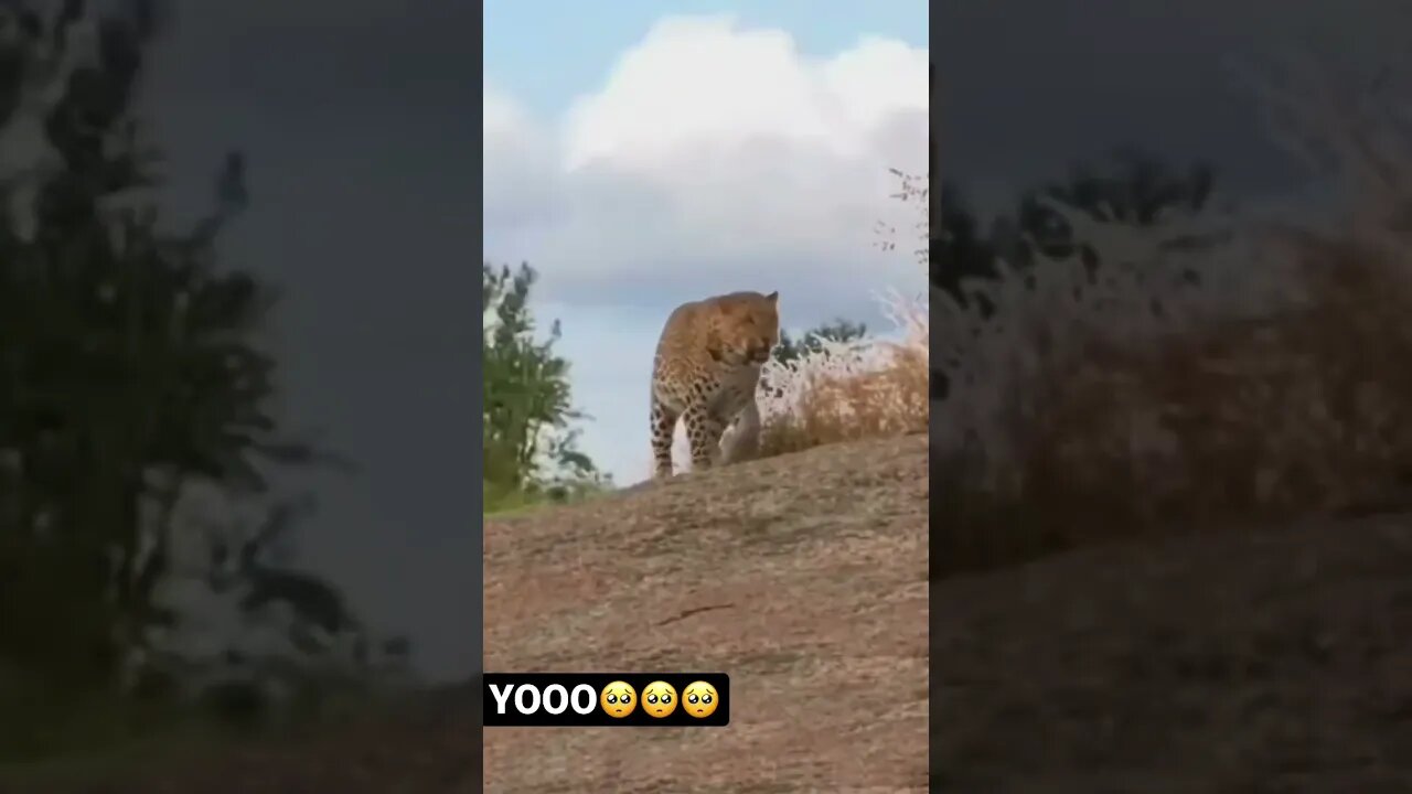 Can’t stop watching this! Don’t know cat can fly! 🥺🥺 #shorts #viral #subscribe #shortvideo #reels