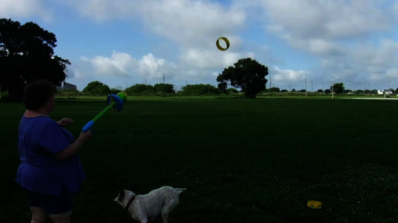 My wife playing with Jethro the Patriot Cane Mascot The toy is a #Hurrik9 and he loves it!