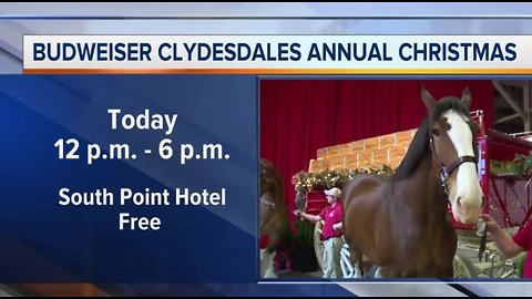 Budweiser Clydesdales at South Point