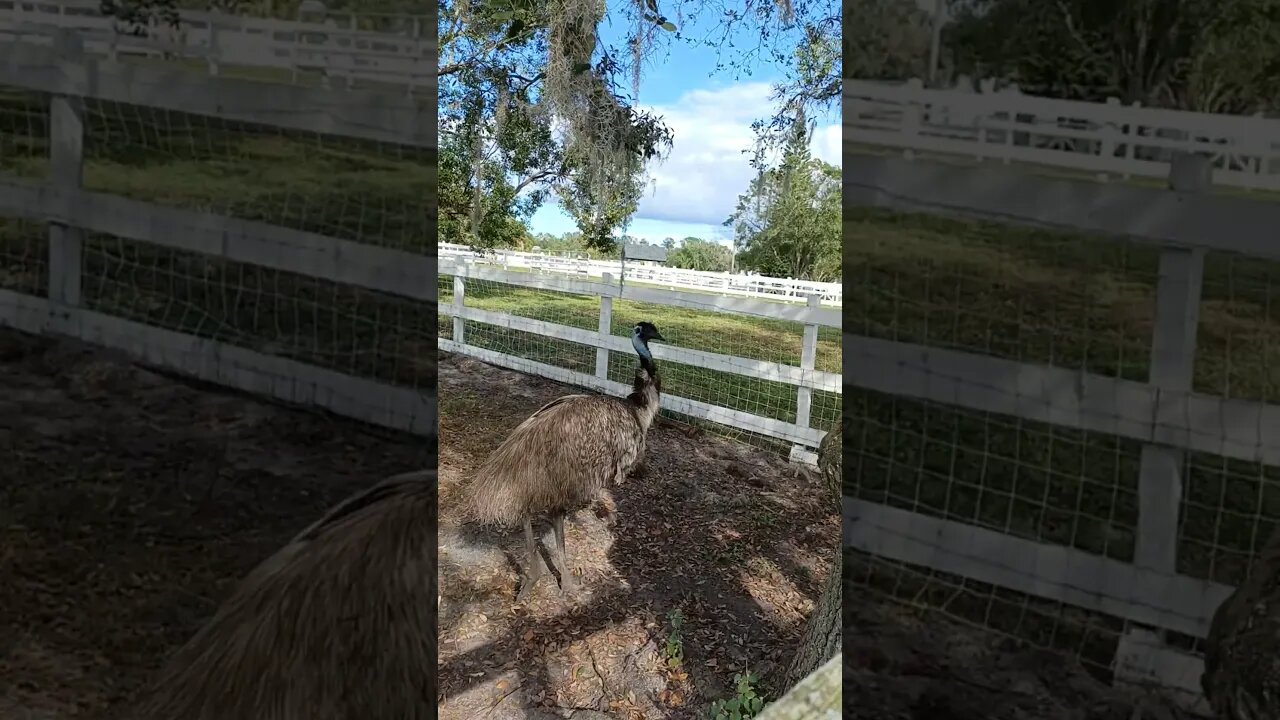 emu