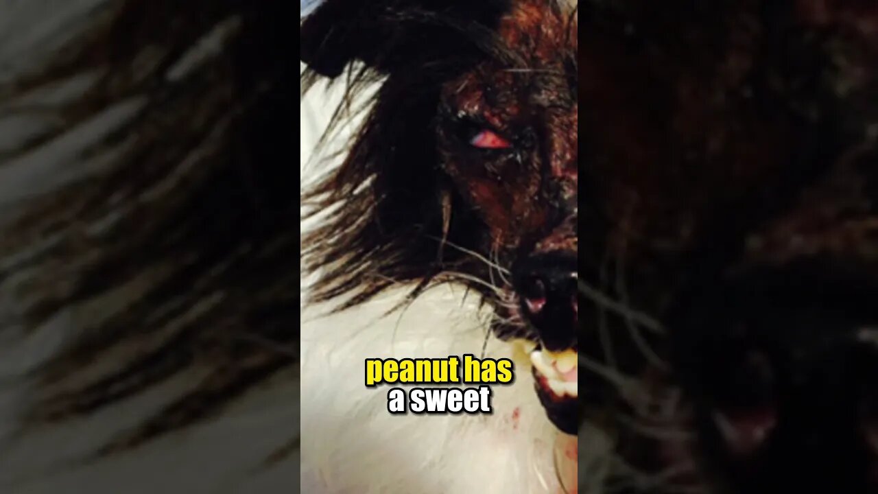 "Unveiling Peanut: The Ugliest Champion of 2014 | A Tale of Extraordinary Quirkiness"