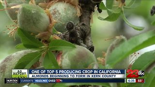 Almonds beginning to form in Kern County