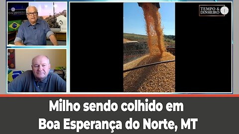 Milho sendo colhido em Boa Esperança do Norte, MT