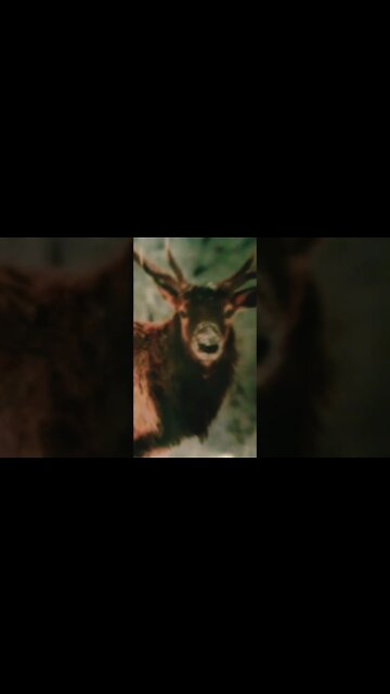 Bring on the Danzing horses 🎶🎶🎶