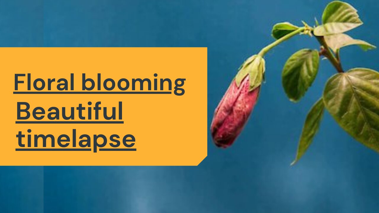 Natural flower blooming | Beautiful timelapse video