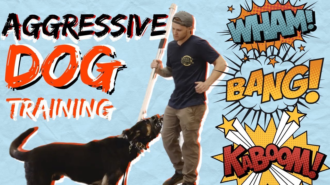 Instructions : Make Dog Become Fully Aggressive With Few Simple Tips