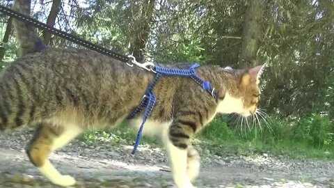 Cat Leads the Way