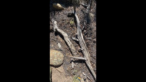 Ute Culturally Modified Tree with water collection, Park County Colorado July 2022🇺🇸