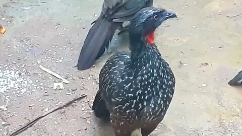 Jacu e seus filhotes com fome em busca de comida