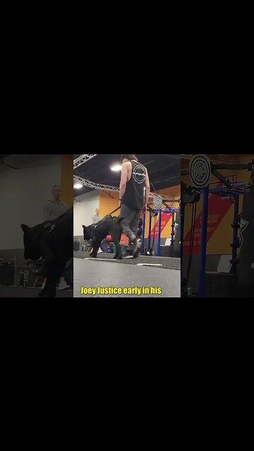 Desensitization is KEY to Off Leash Work #shorts #puppy