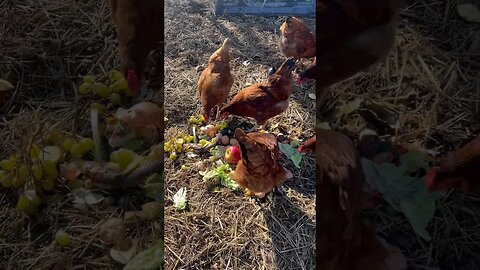 FRUIT SALAD FOR CHICKENS🍓🍅 #chickens #fy #foryou #farmanimals #hens #homestead #farming #reels