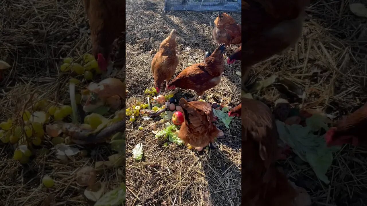 FRUIT SALAD FOR CHICKENS🍓🍅 #chickens #fy #foryou #farmanimals #hens #homestead #farming #reels