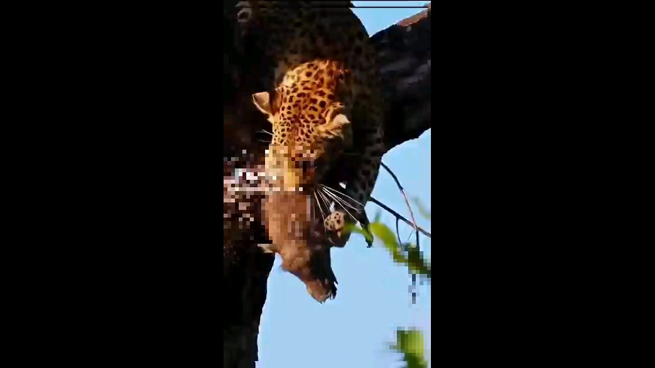 Leopardo Trazem Porcos Pequenos Para A Arvore